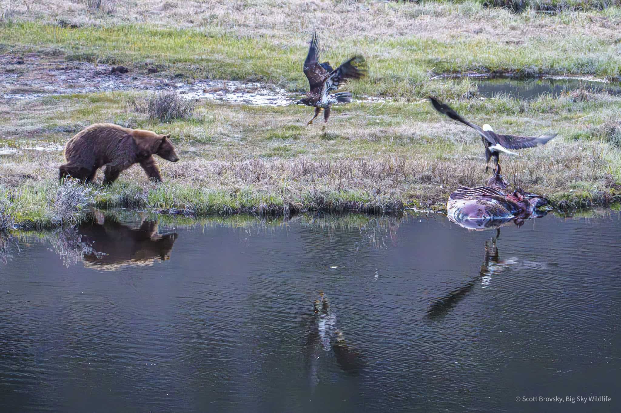 To celebrate toady's Global Big Day of birding, an adult bald eagle and an immature bald eagle scatter from the bison carcass as a Cinnamon Black Bear boar comes running in last night. This is the bear that pulled the carcass out of Blacktail Ponds on Thursday night. 