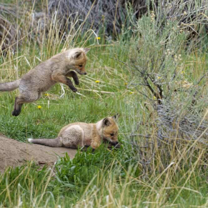 Incoming! A Red Fox kit pounces on her sibling at their den. May 2025 Paradise Valley Montana.