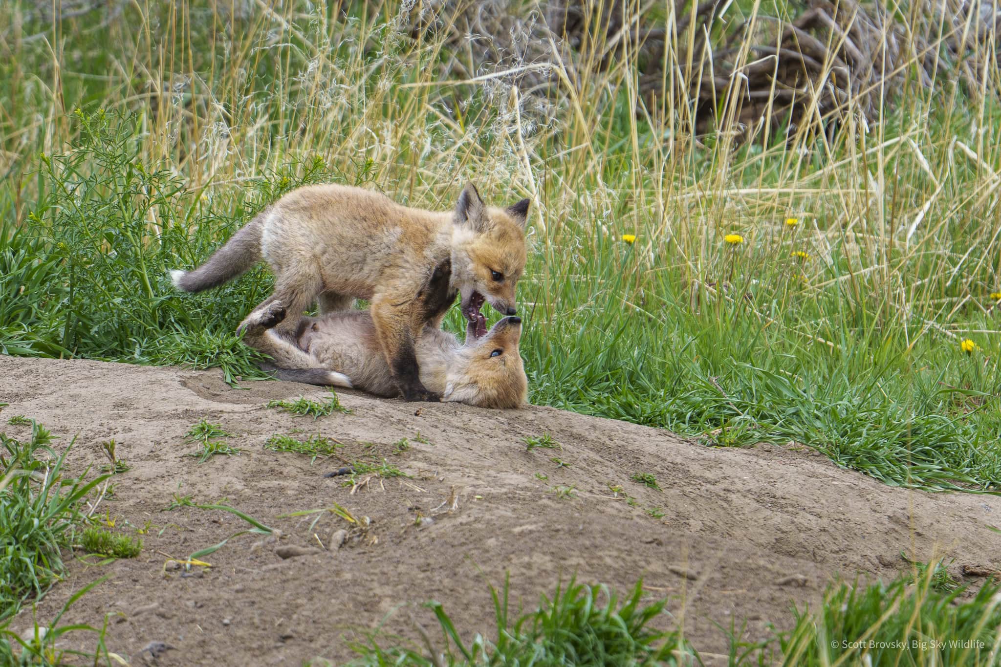 Incoming! A Red Fox kit pounces on her sibling at their den. May 2025 Paradise Valley Montana.