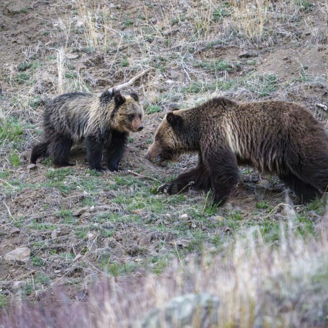 A grizzly sow and her cub grazing on grass after sunset last Friday night in the Northern Range of Yellowstone.