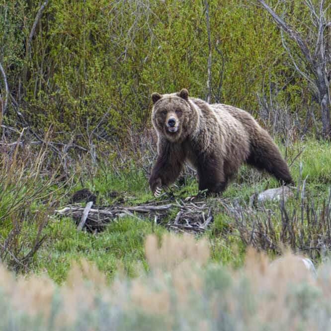 This grizzly sow had just charged in to scatter 3 coyotes from a bison carcass before bringing her 2 two year old cubs in to feed.