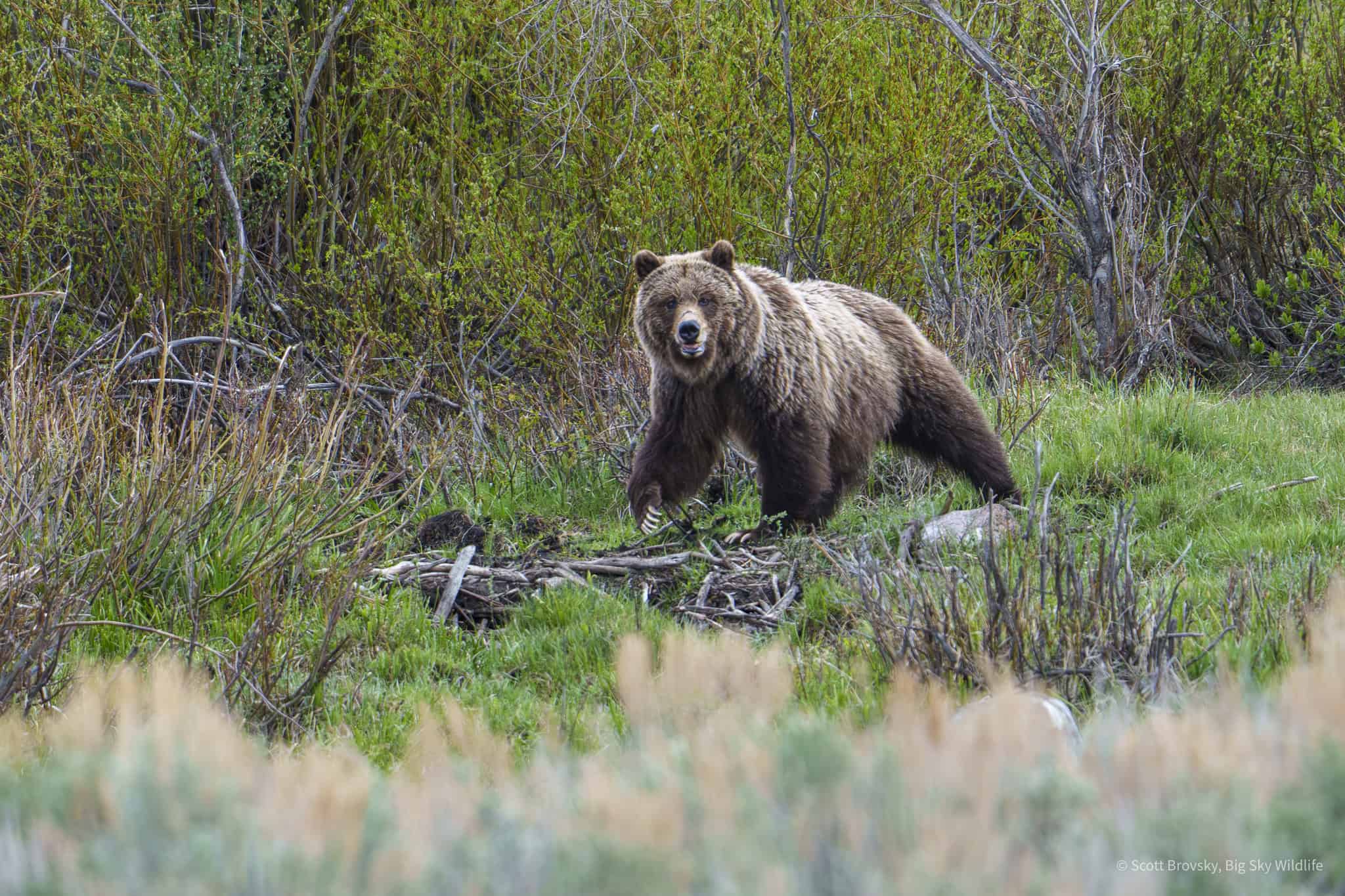 This grizzly sow had just charged in to scatter 3 coyotes from a bison carcass before bringing her 2 two year old cubs in to feed.