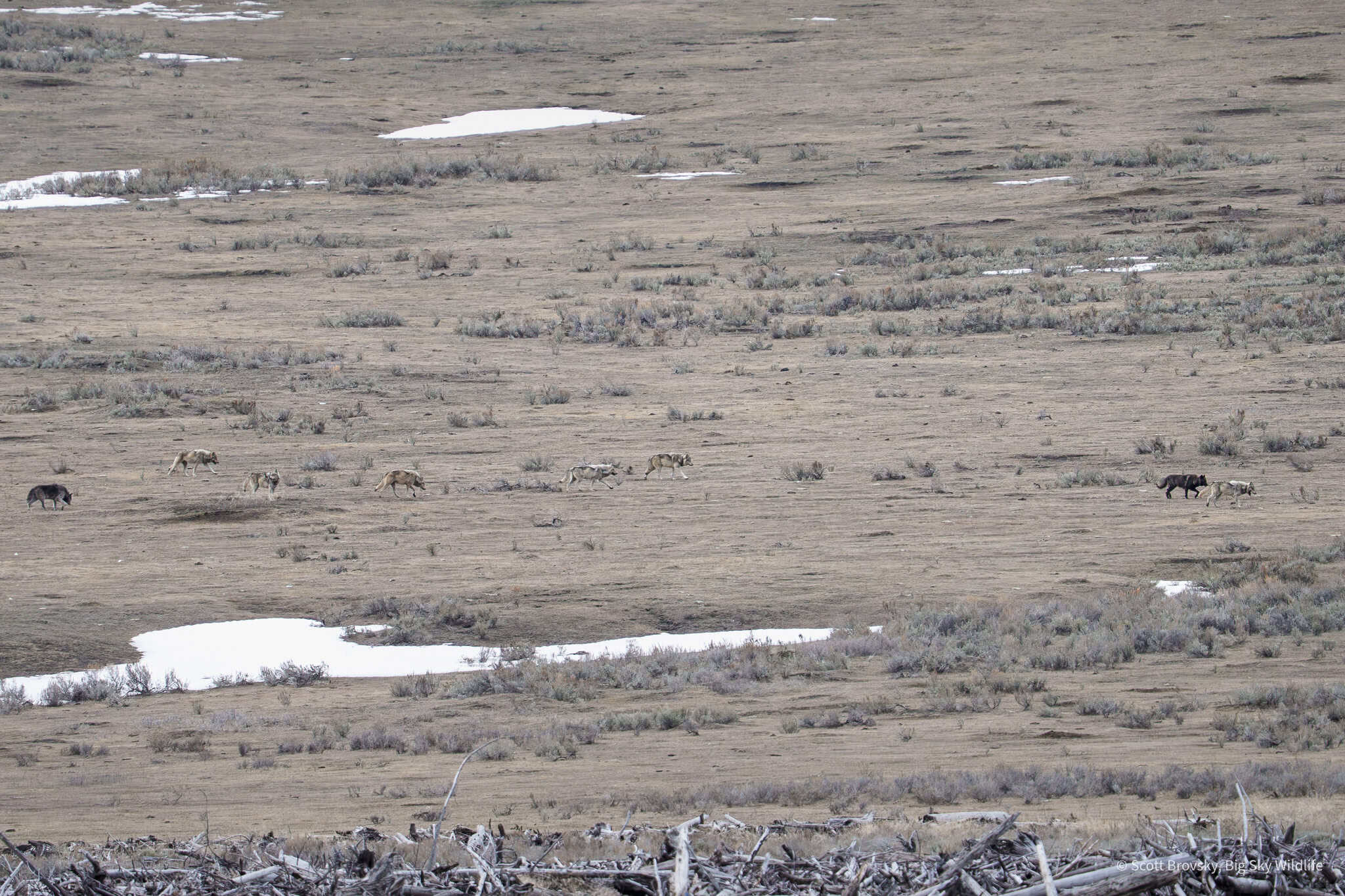 It’s always great to be able to see the Mollie’s Wolf Pack in the Northern Range of Yellowstone. All 9 pack members were together on the hunt in Lamar Valley after sunset (8 are in the photos). From April 20th 2025. 