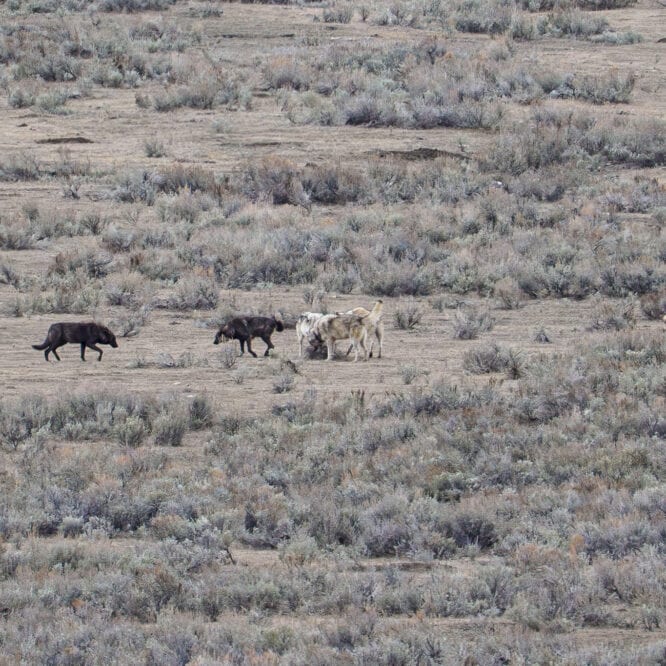 It’s always great to be able to see the Mollie’s Wolf Pack in the Northern Range of Yellowstone. All 9 pack members were together on the hunt after sunset (8 are in the photos). From April 20th 2025.