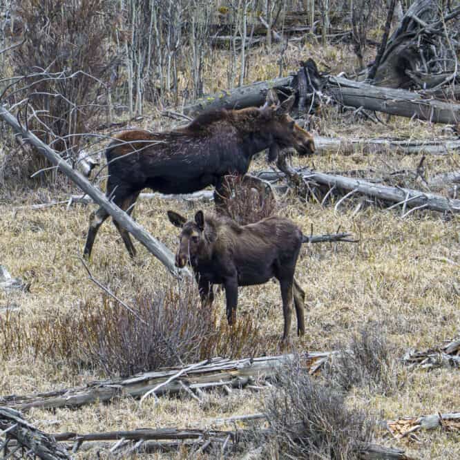 For Moose Monday, this is a photo of a moose cow and her now year old calf. I watched them last spring after the calf was born. I’m glad that they both survived the Yellowstone winter. From May 5th 2025 in the Northern Range of Yellowstone.