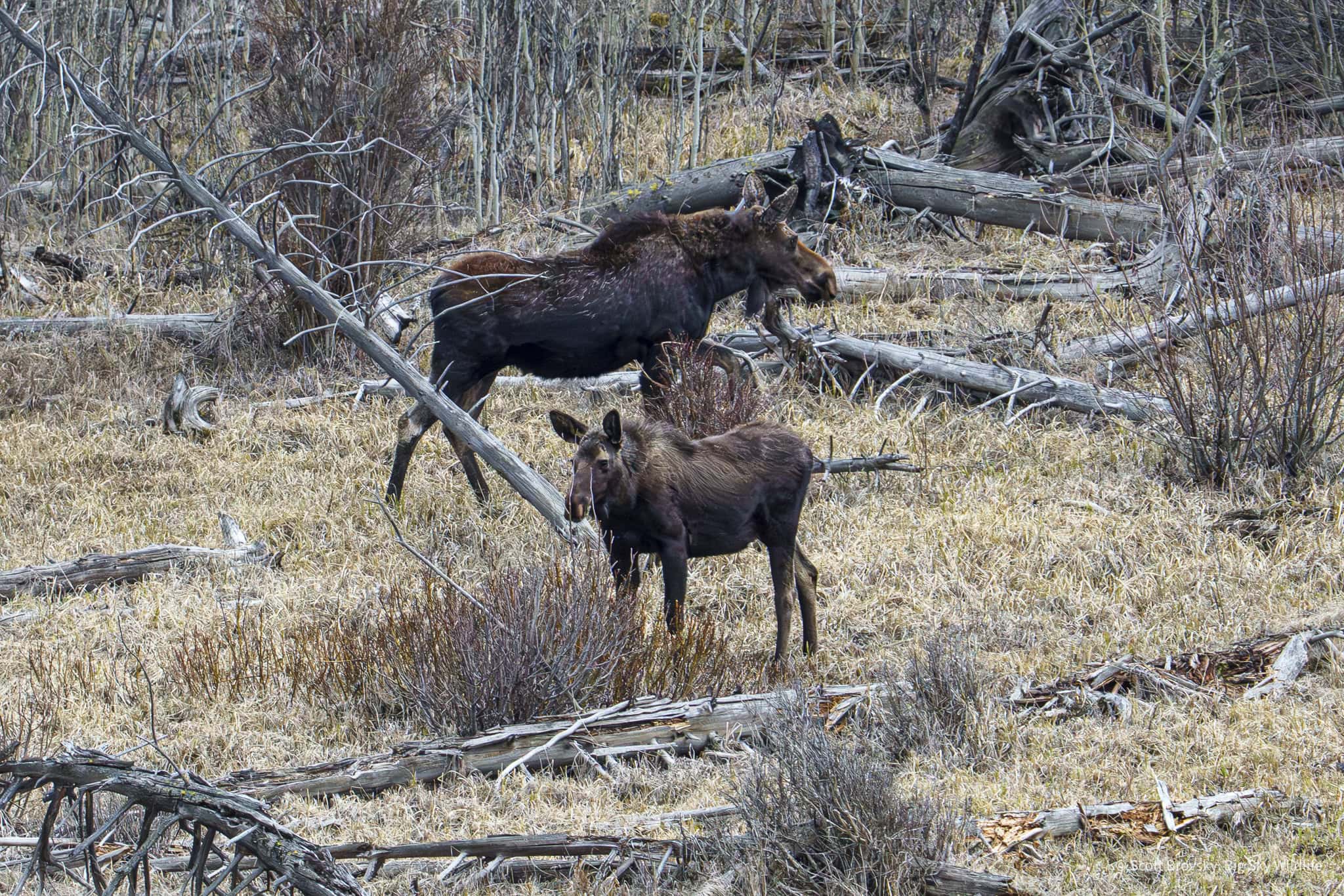 For Moose Monday, this is a photo of a moose cow and her now year old calf. I watched them last spring after the calf was born. I’m glad that they both survived the Yellowstone winter. From May 5th 2025 in the Northern Range of Yellowstone.