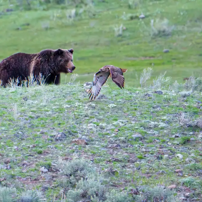 A female Grizzly disturbs a Red-tailed Hawk who takes flight from its rock perch. Photographed in the Northern Range of Yellowstone after sunset, May 2025.