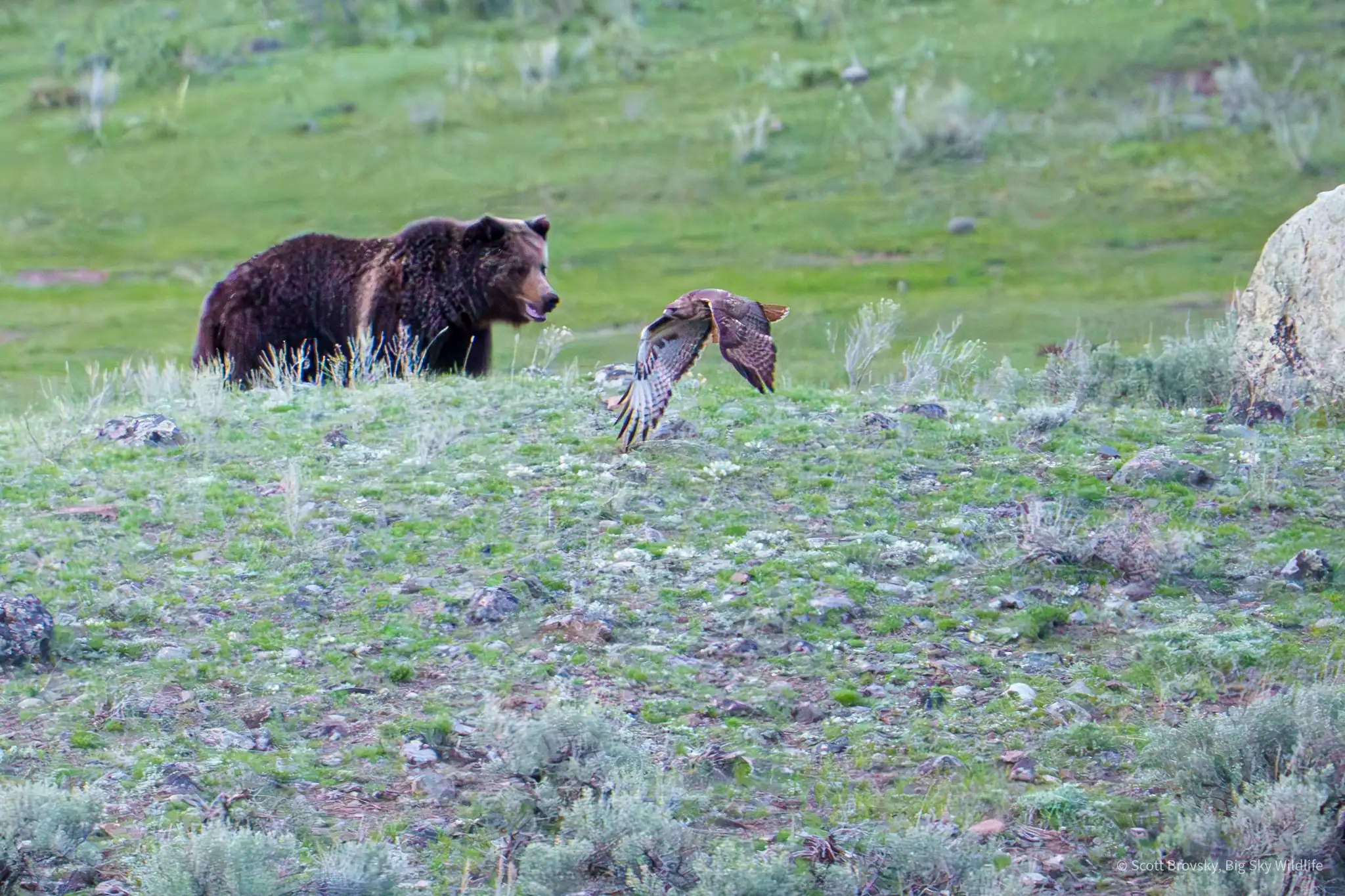 A female Grizzly disturbs a Red-tailed Hawk who takes flight from its rock perch. Photographed in the Northern Range of Yellowstone after sunset, May 2025.