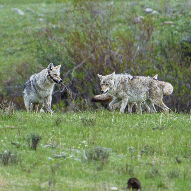 Coyote Keep Away Coyotes play a game of keep away with a stick while they wait for a grizzly sow and her 2 cubs to finish feeding on a bison carcass in the Northern Range of Yellowstone.