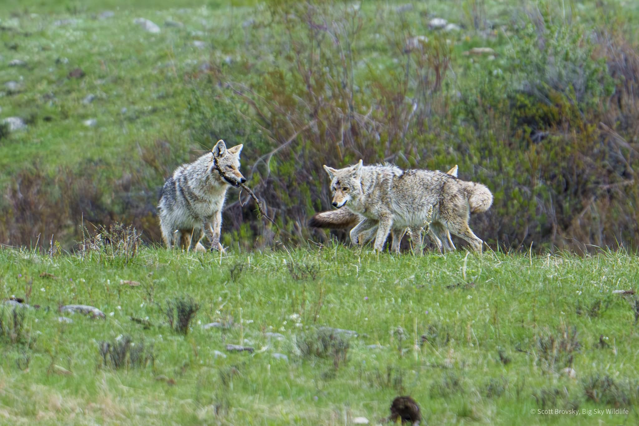 Coyote Keep Away Coyotes play a game of keep away with a stick while they wait for a grizzly sow and her 2 cubs to finish feeding on a bison carcass in the Northern Range of Yellowstone.