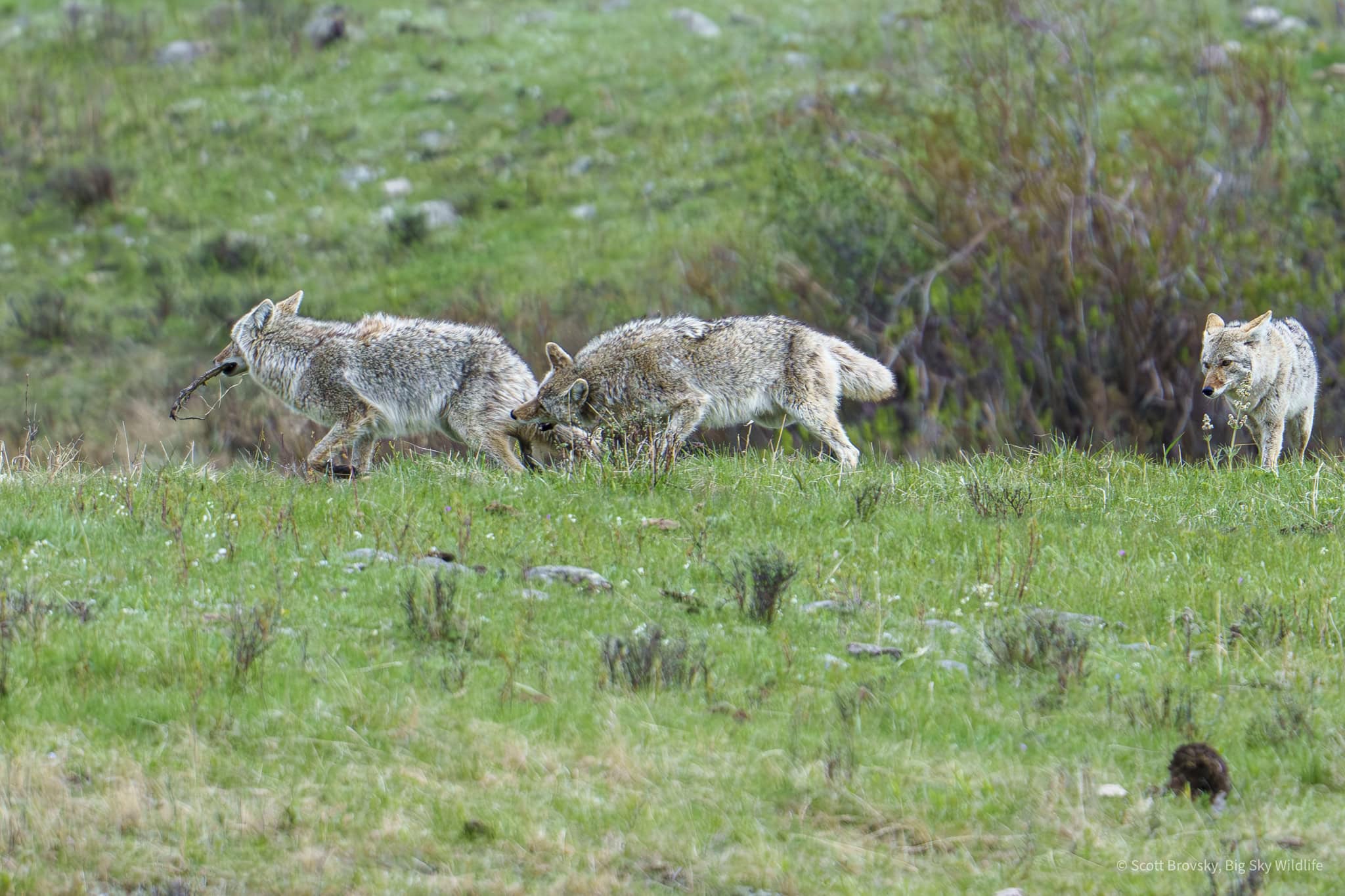 Coyote Keep Away Coyotes play a game of keep away with a stick while they wait for a grizzly sow and her 2 cubs to finish feeding on a bison carcass in the Northern Range of Yellowstone.
