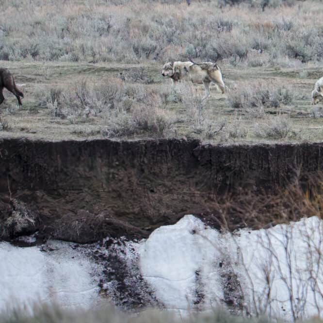 Three members of the Mollies wolf pack hunt along the river bank in the Northern Range of Yellowstone. From April 20th, 2025.