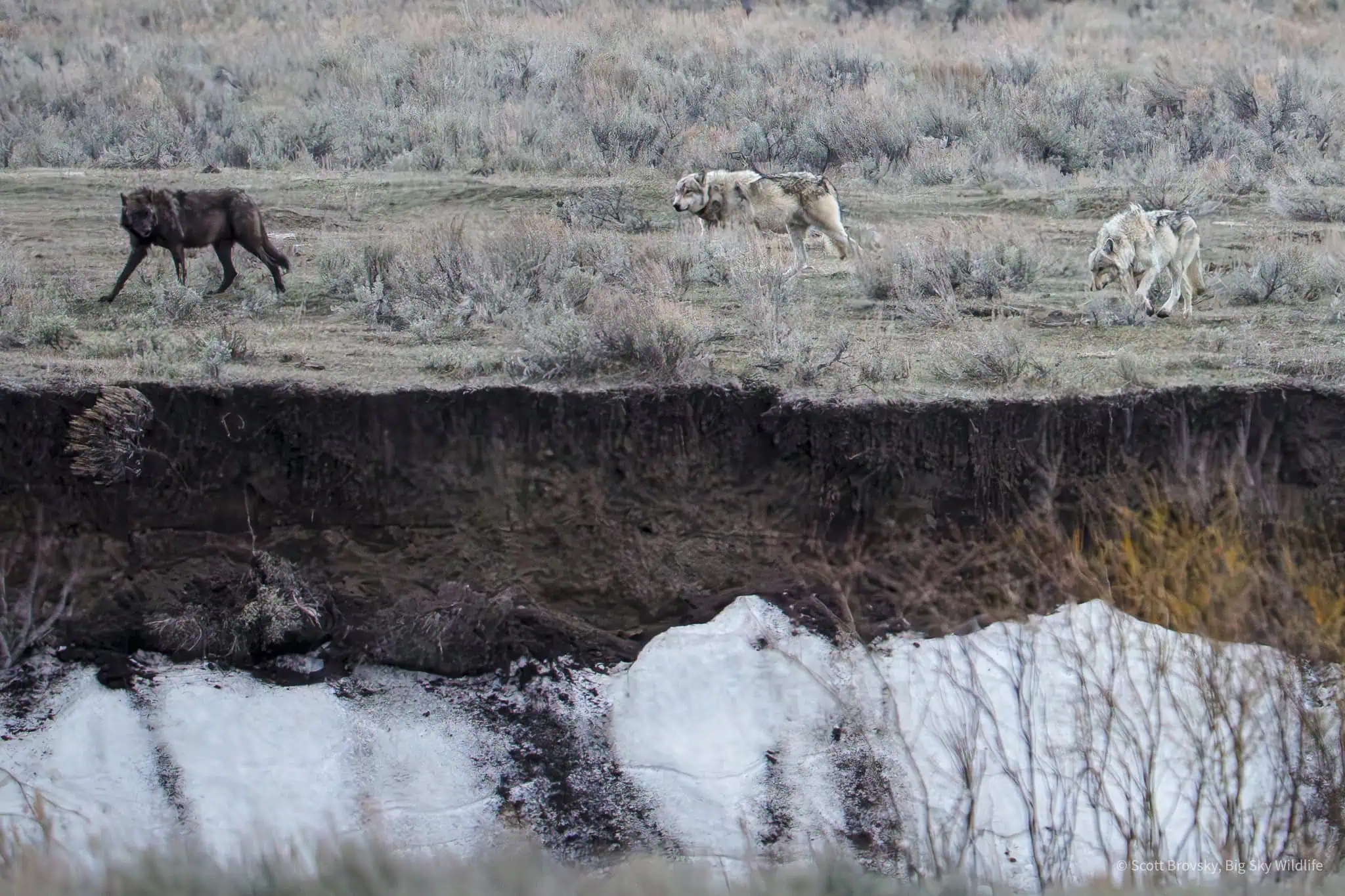 Three members of the Mollies wolf pack hunt along the river bank in the Northern Range of Yellowstone. From April 20th, 2025.