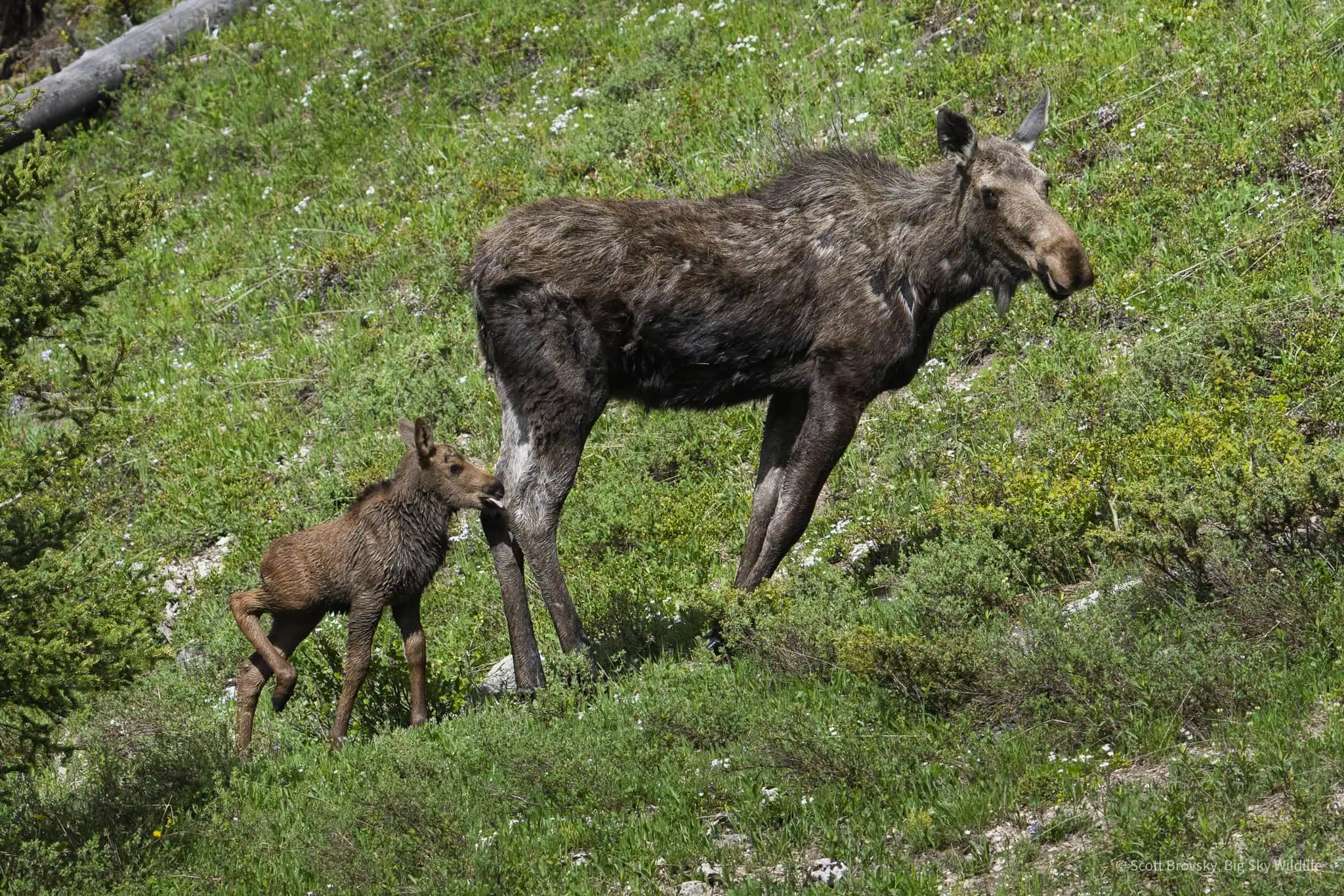 I had tracked this moose and her calf for an hour before being able to get a photo where they weren’t obscured by the forest. Zoom in to see the little one sticking out its tongue. Always amazing to have a solo wildlife encounter in Yellowstone amidst the crowds of June.