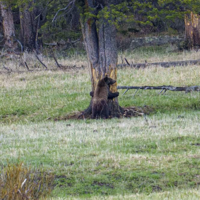 Bear hug or tree hugger? A 2 year old grizzly cub embraces a tree while his step sibling walks back to mom. May in Yellowstone.