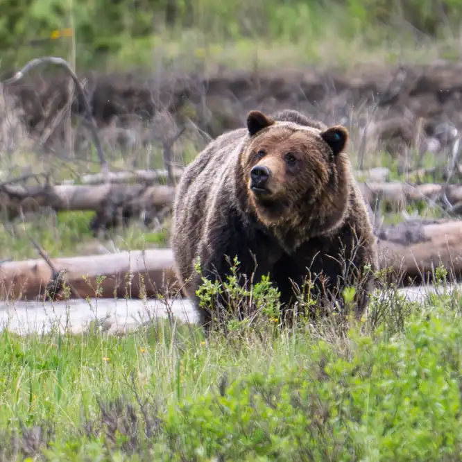 Big Girl Grizzly There is some debate whether this big beauty who roams the NE park all the way up to Cooke City is a boar or sow. I think sow, but I might be wrong.
