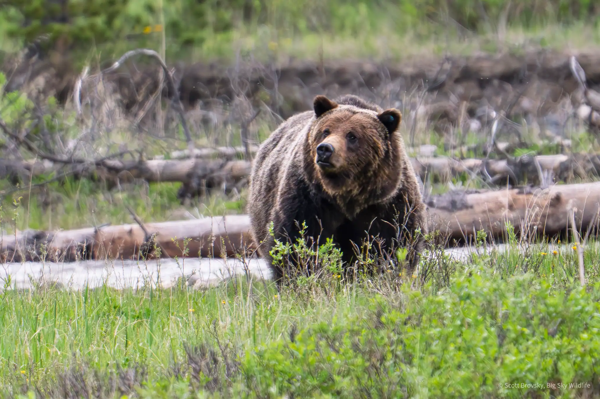 Big Girl Grizzly There is some debate whether this big beauty who roams the NE park all the way up to Cooke City is a boar or sow. I think sow, but I might be wrong.