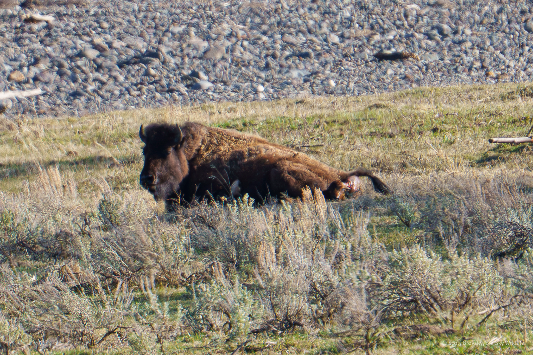 First Minute of Life A just born Red Dog looks out into Lamar Valley for the first time. Zoom in to the area by mom’s tail. Sorry for the photo quality, I was a long way off so that I didn't disturb the birth.