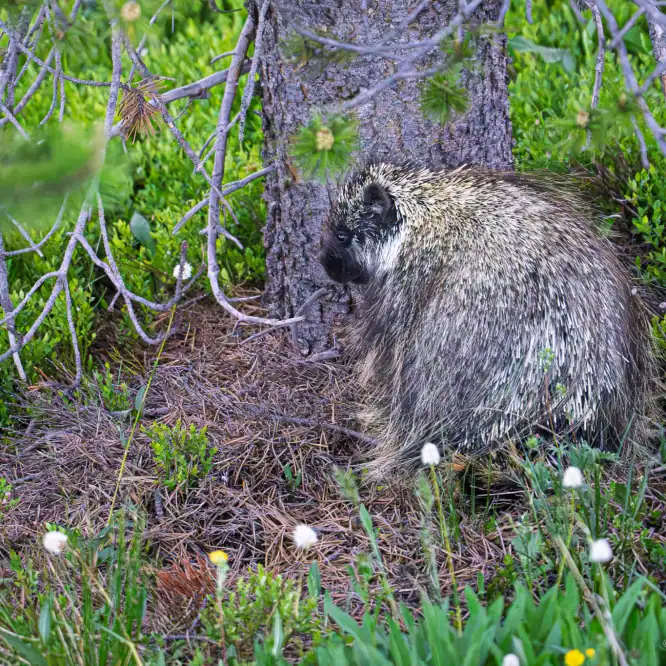 One Year Old Porcupine I rarely see porcupines in the GYE (Greater Yellowstone Ecosystem), so it is always a treat. This one that was in the Beartooth Mountains this month looked like a yearling, not full adult size yet.
