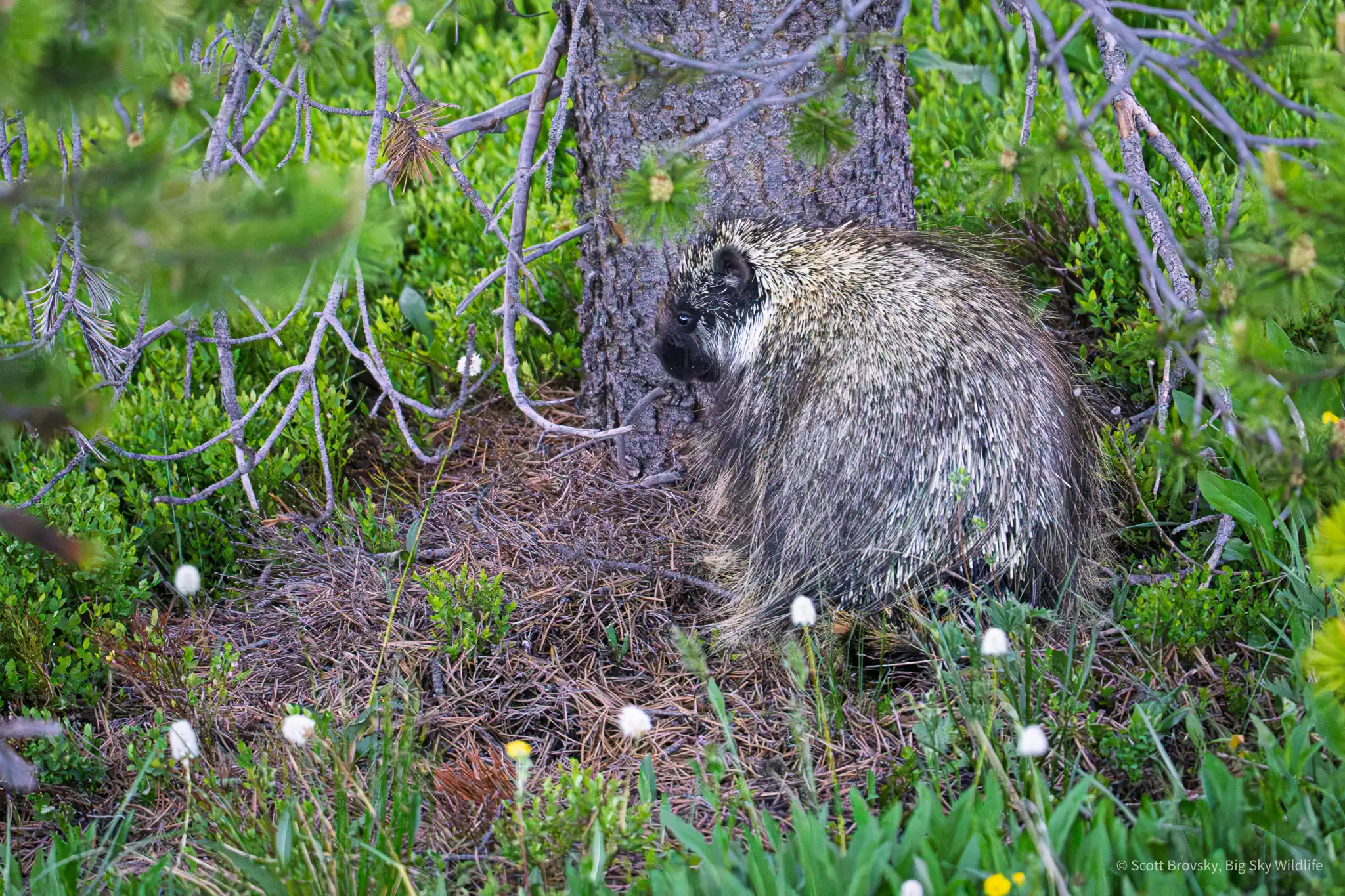 One Year Old Porcupine I rarely see porcupines in the GYE (Greater Yellowstone Ecosystem), so it is always a treat. This one that was in the Beartooth Mountains this month looked like a yearling, not full adult size yet.