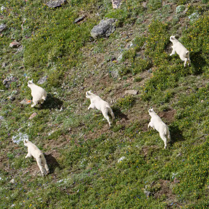 Baby Mountain Goats test their legs in a full speed run across the flower covered Beartooth Mountains.
