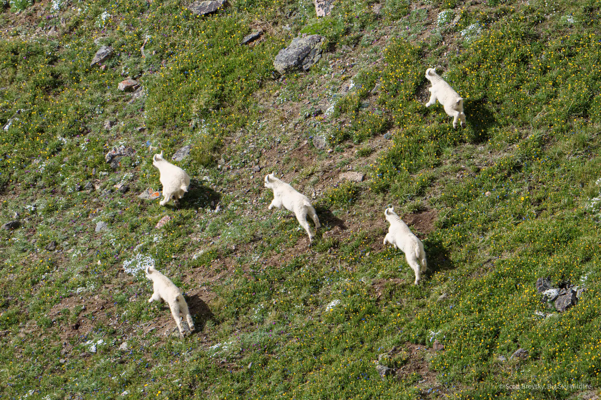 Baby Mountain Goats test their legs in a full speed run across the flower covered Beartooth Mountains.