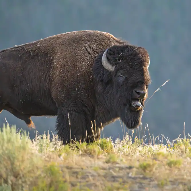 A bison bull bellows on the top of a hill above a herd of bison cows at sunset. The Bison rut has started here in Yellowstone.