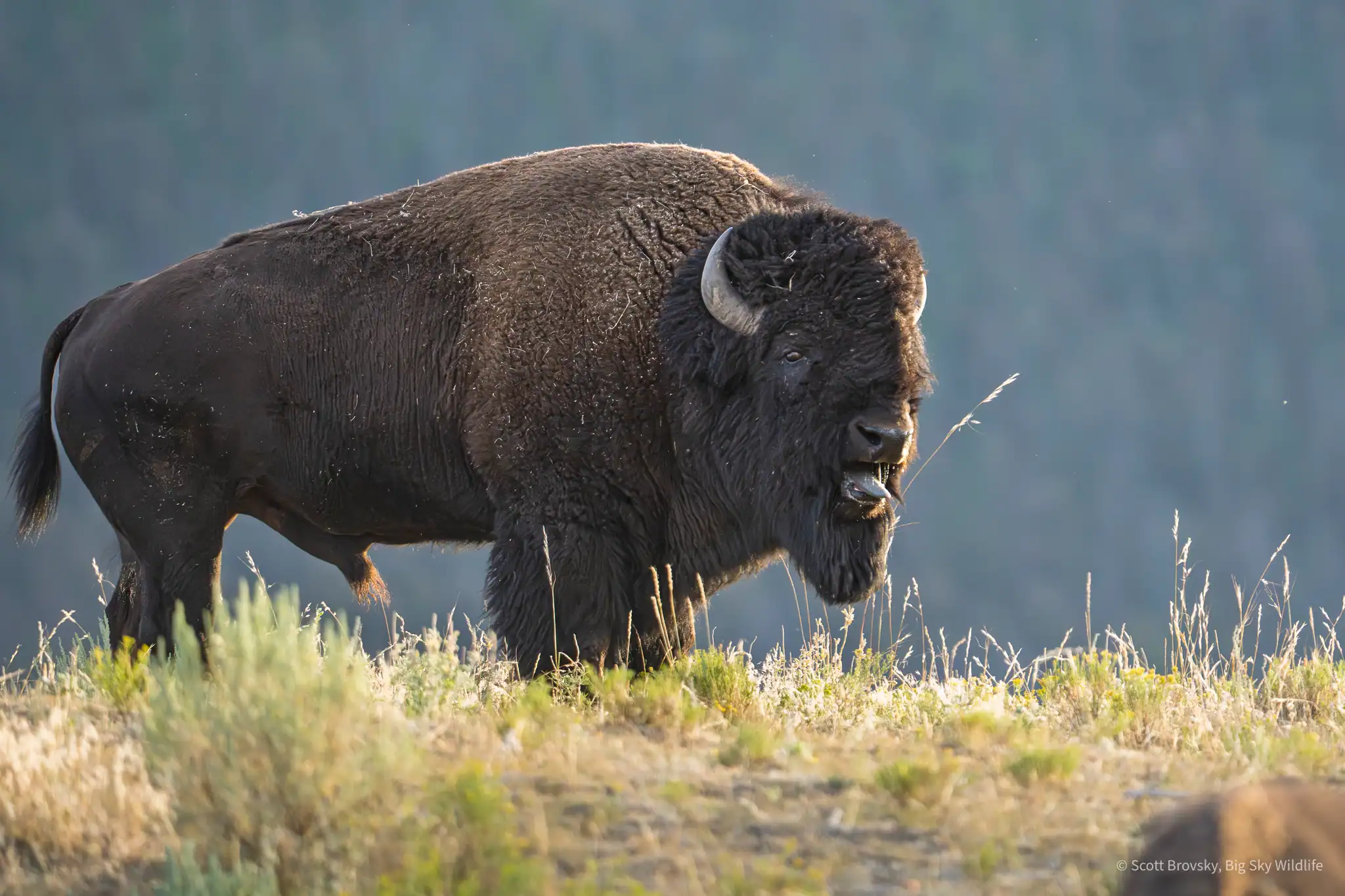 A bison bull bellows on the top of a hill above a herd of bison cows at sunset. The Bison rut has started here in Yellowstone.