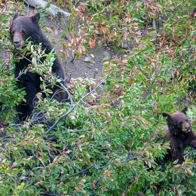 A black bear mom and her Coy (cub of the year) forage for berries in Yellowstone. August 2025. I’m mostly sure this is the same sow I watched in her den all winter. Sadly, it looks like she may have lost a cub. The second photo shows the 3 of them when they had just come out of their den this spring.
