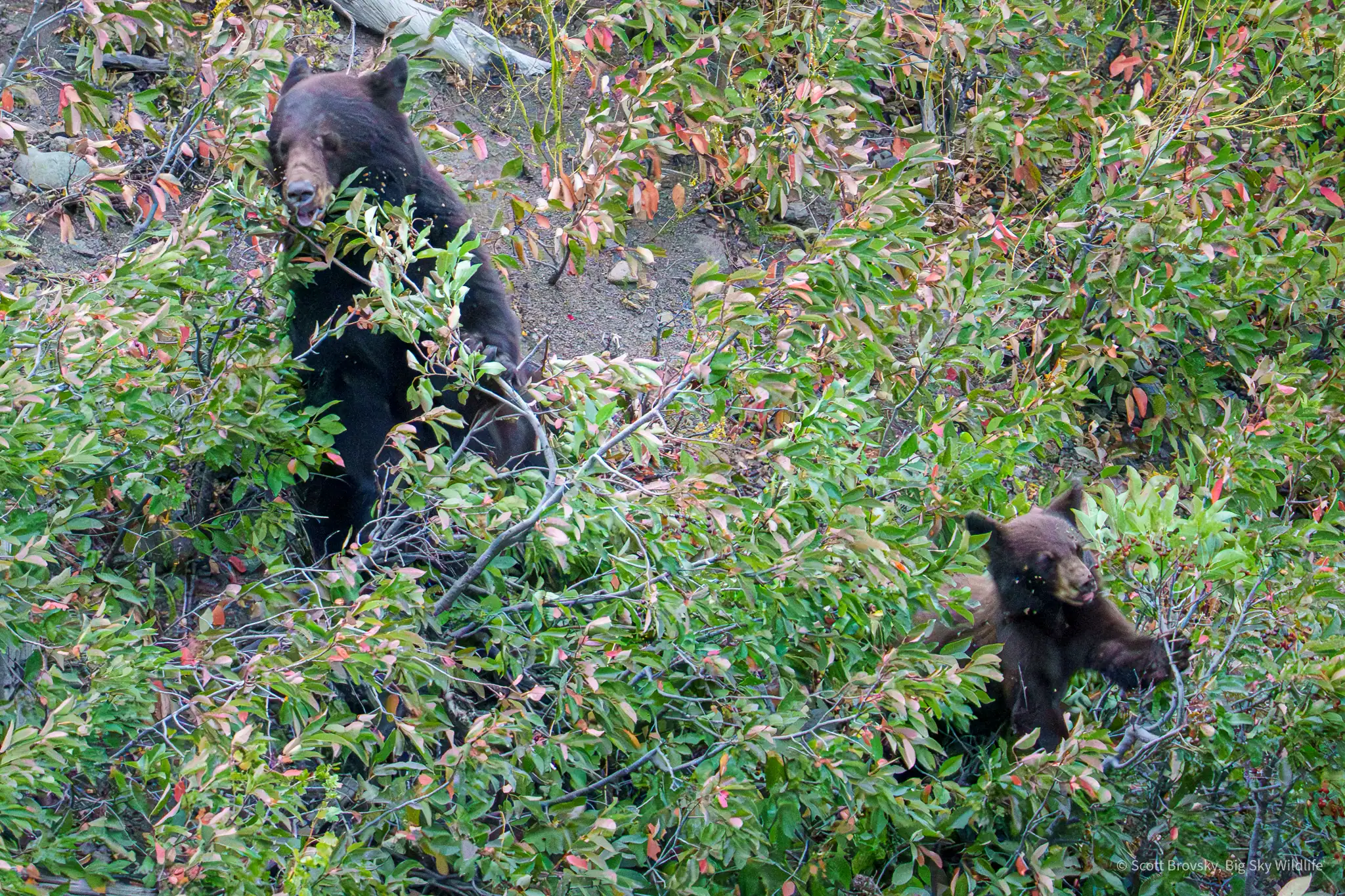 A black bear mom and her Coy (cub of the year) forage for berries in Yellowstone. August 2025. I’m mostly sure this is the same sow I watched in her den all winter. Sadly, it looks like she may have lost a cub. The second photo shows the 3 of them when they had just come out of their den this spring.