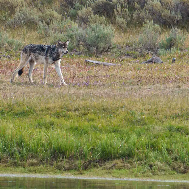 Look at those legs! A female yearling from the Wapiti wolf pack on the banks of the Yellowstone River. August 2025. Photograph by Scott Brovsky.