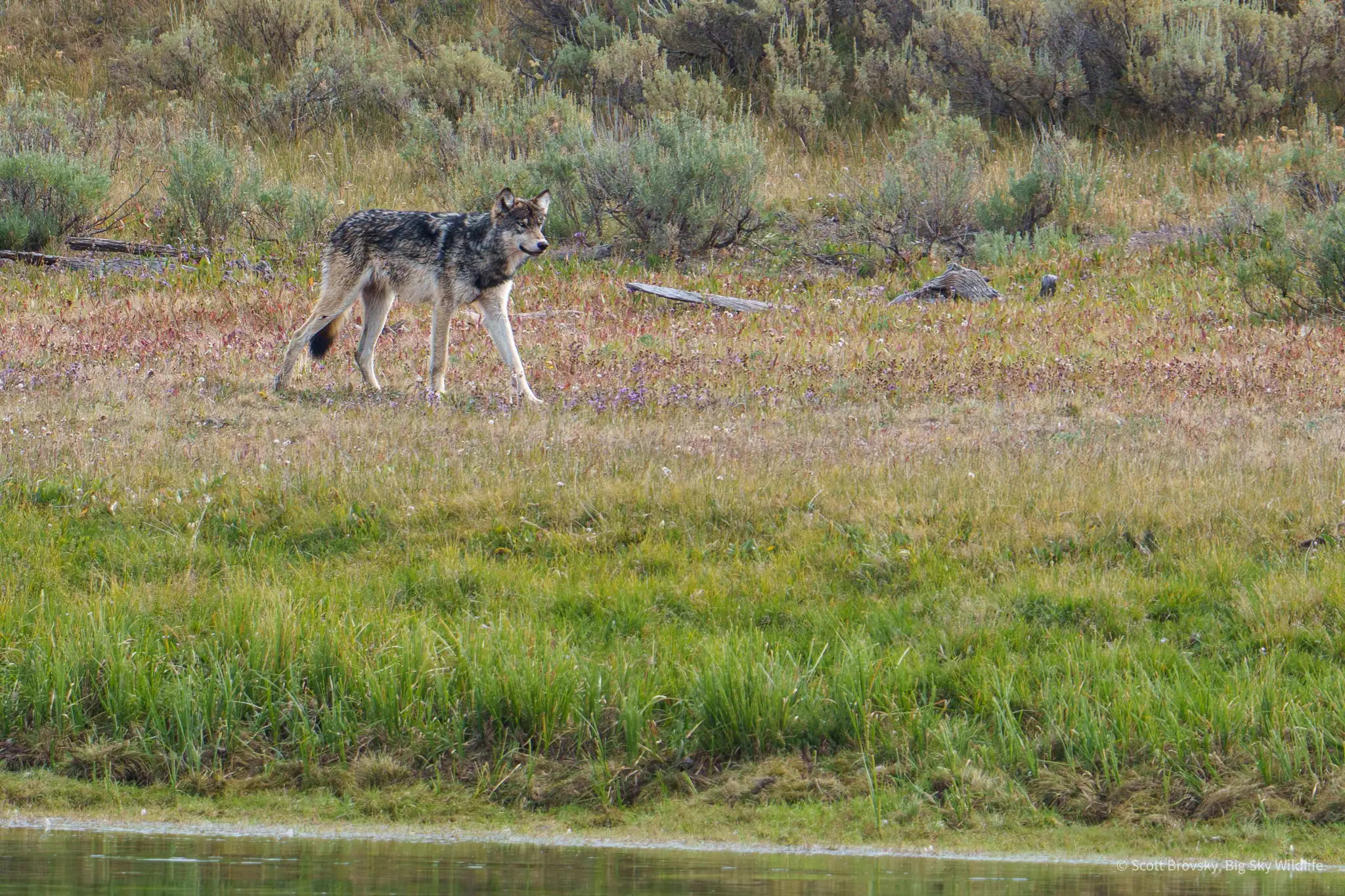Look at those legs! A female yearling from the Wapiti wolf pack on the banks of the Yellowstone River. August 2025. Photograph by Scott Brovsky.