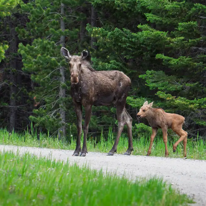 Happy Moose Monday. I was out of the Jeep trying to identify some song birds in the pine trees when I saw this moose and her calf cross the fire road. Shoshone National Forest June 2025.