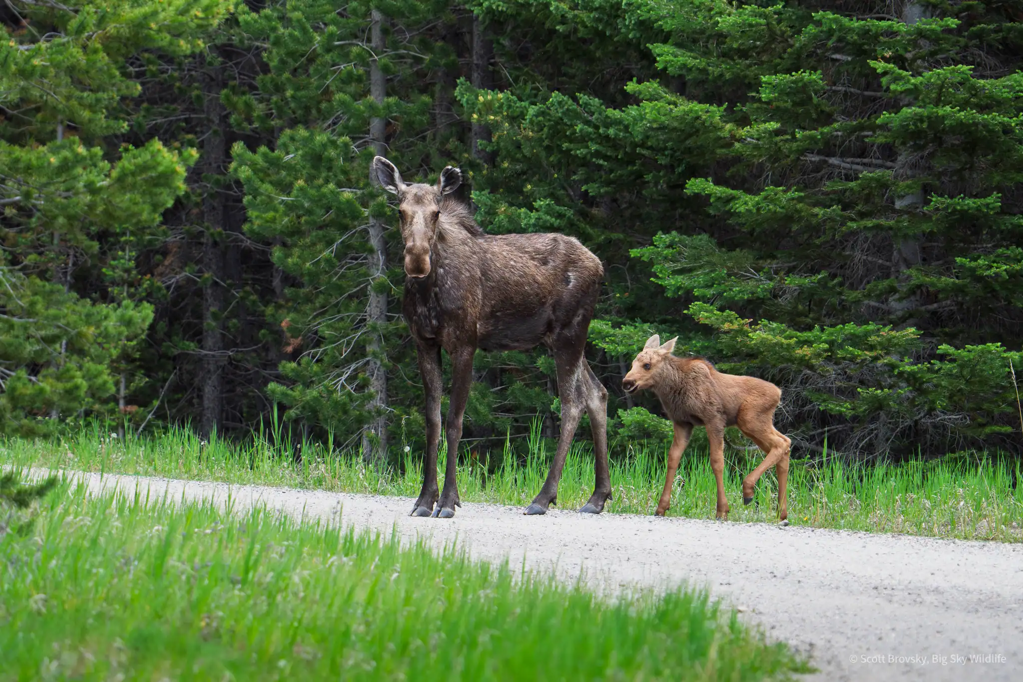 Happy Moose Monday. I was out of the Jeep trying to identify some song birds in the pine trees when I saw this moose and her calf cross the fire road. Shoshone National Forest June 2025.