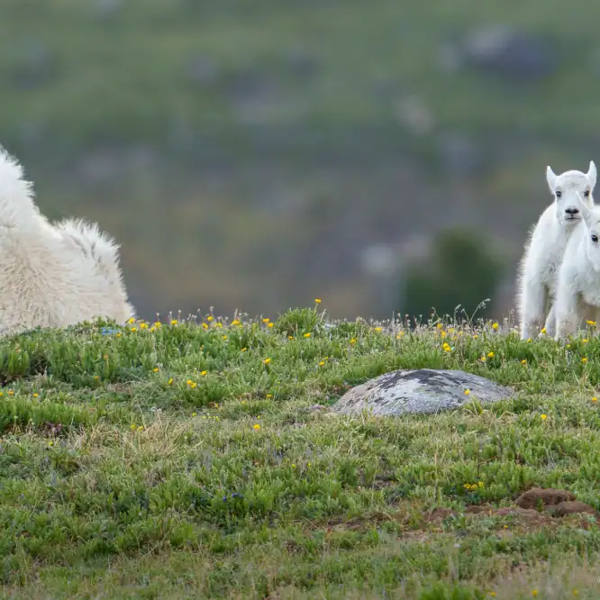 Troublemakers These kids look like they’re up to no good. 😂 Baby mountain goats at play in the Beartooth Mountains. June 2025.