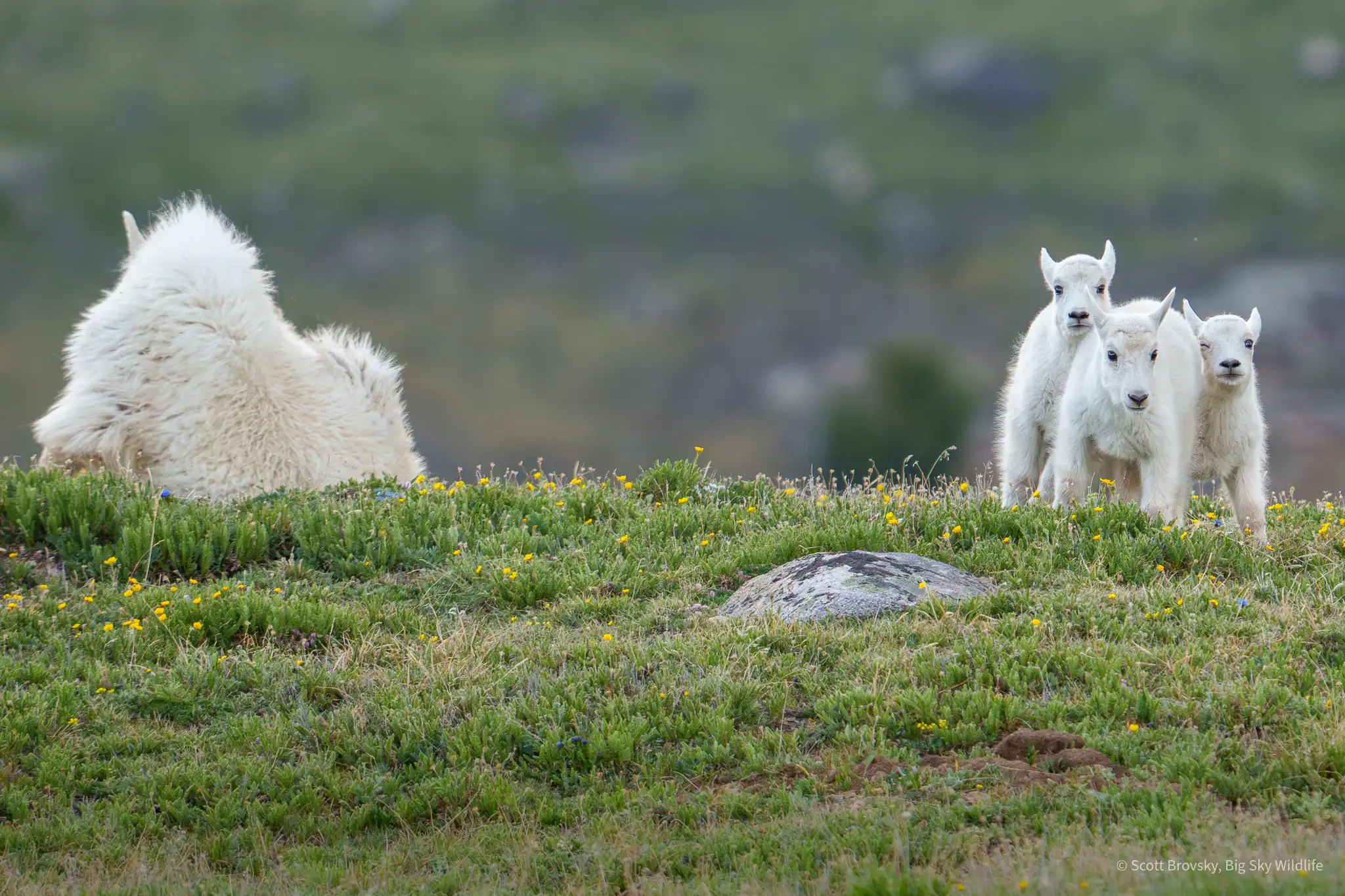 Troublemakers These kids look like they’re up to no good. 😂 Baby mountain goats at play in the Beartooth Mountains. June 2025.