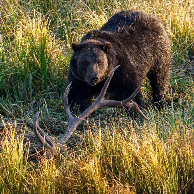 The large grizzly boar known as Big Red guards a Bull Elk carcass he has covered in grass and dirt. Photographed at sunset in Yellowstone on 9/14/2025.