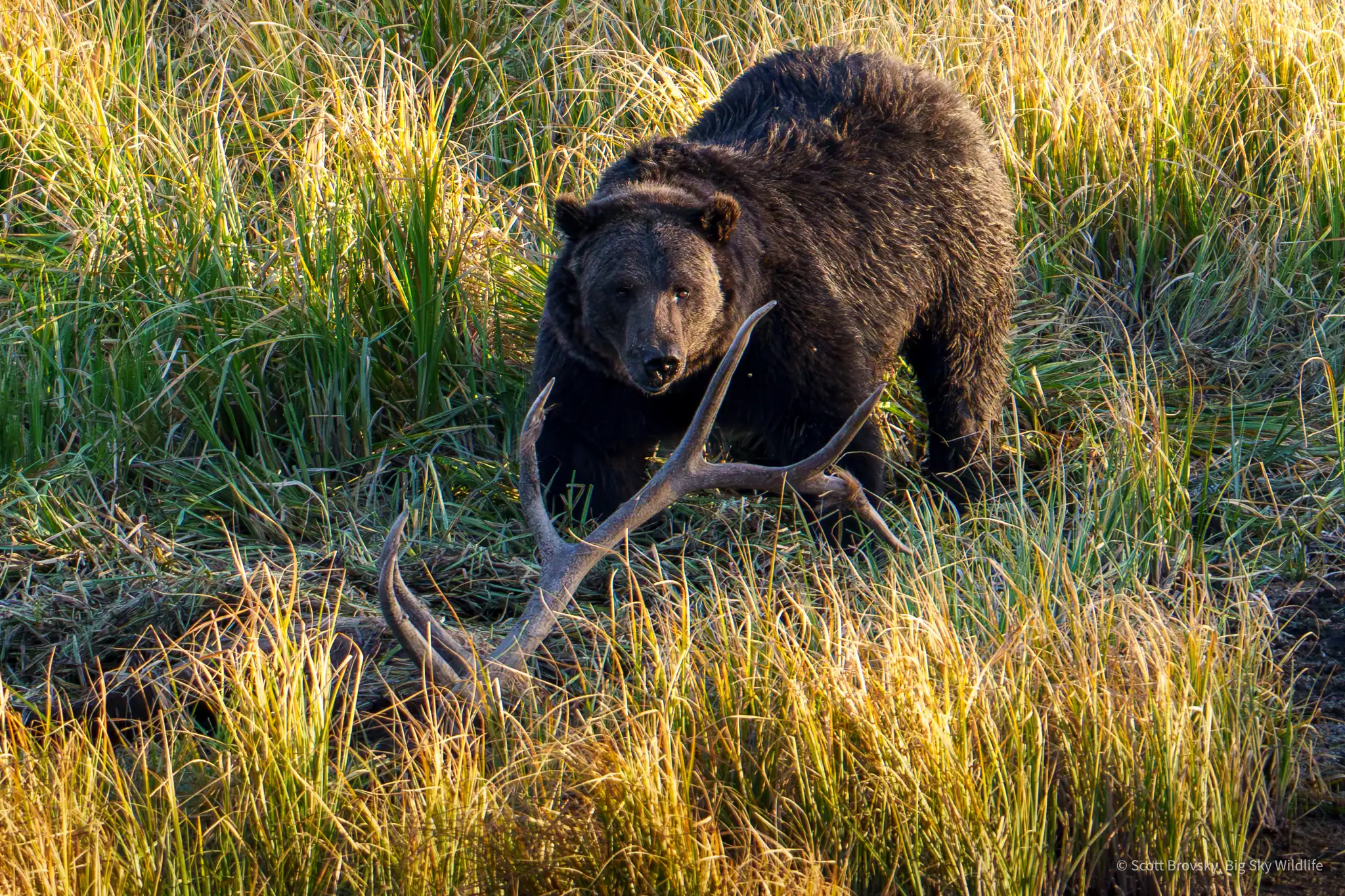 The large grizzly boar known as Big Red guards a Bull Elk carcass he has covered in grass and dirt. Photographed at sunset in Yellowstone on 9/14/2025.