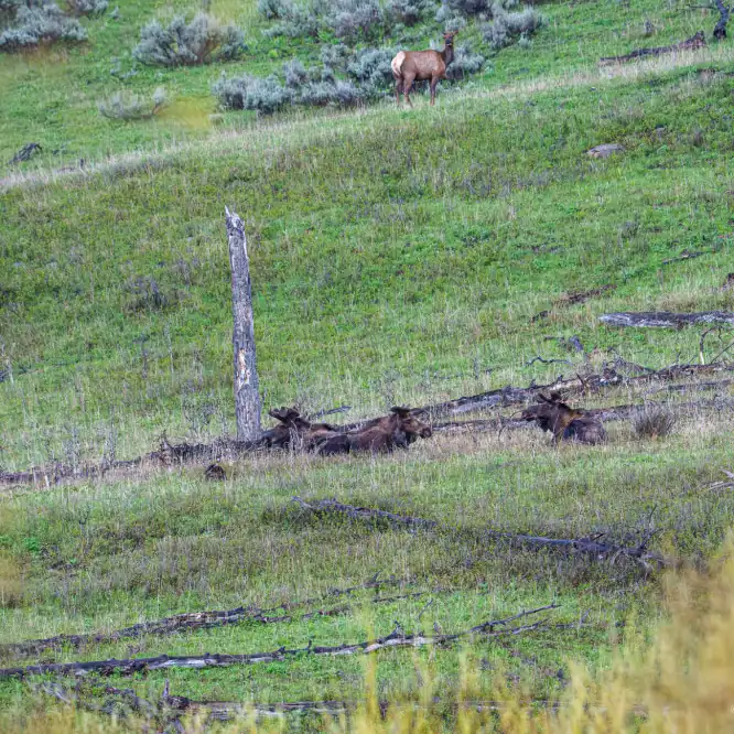 Four bull moose and an elk at dusk Four bull moose with their May sized paddles hang out together while an elk looks on. Yellowstone, May 2025. I usually don't see this many bull moose together in the Soda Butte Valley.