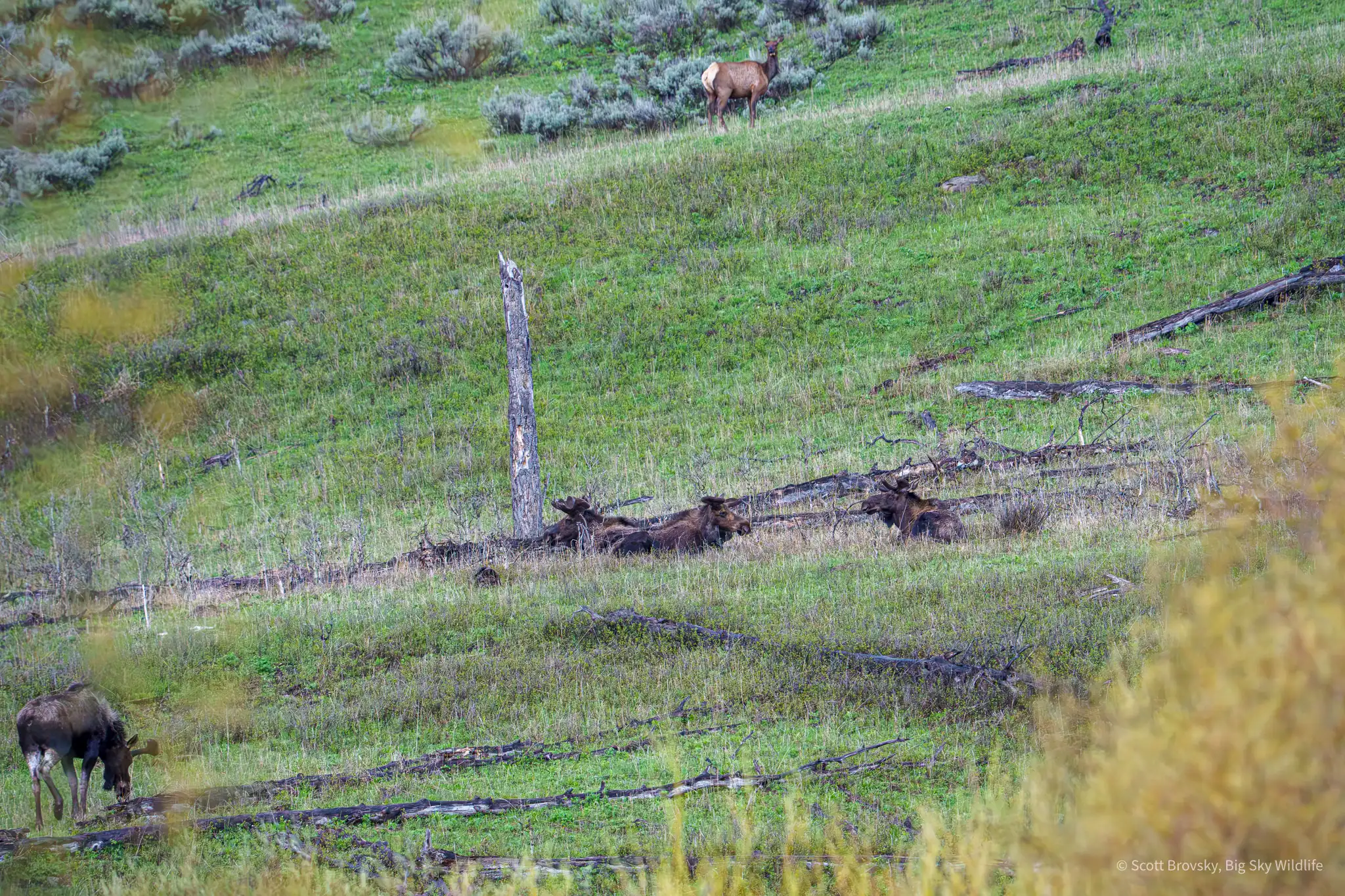 Four bull moose and an elk at dusk Four bull moose with their May sized paddles hang out together while an elk looks on. Yellowstone, May 2025. I usually don't see this many bull moose together in the Soda Butte Valley.