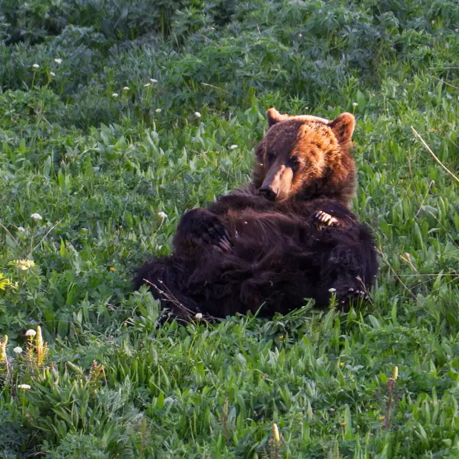 A young grizzly relaxes at sunset in the Beartooth Mountains. June 2025. This sub adult grizzly and her sibling were kicked out by their mom a few months ago and are having to learn to fend for themselves.