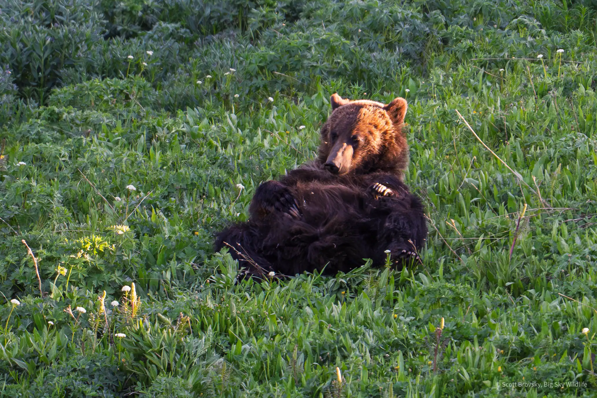A young grizzly relaxes at sunset in the Beartooth Mountains. June 2025. This sub adult grizzly and her sibling were kicked out by their mom a few months ago and are having to learn to fend for themselves.