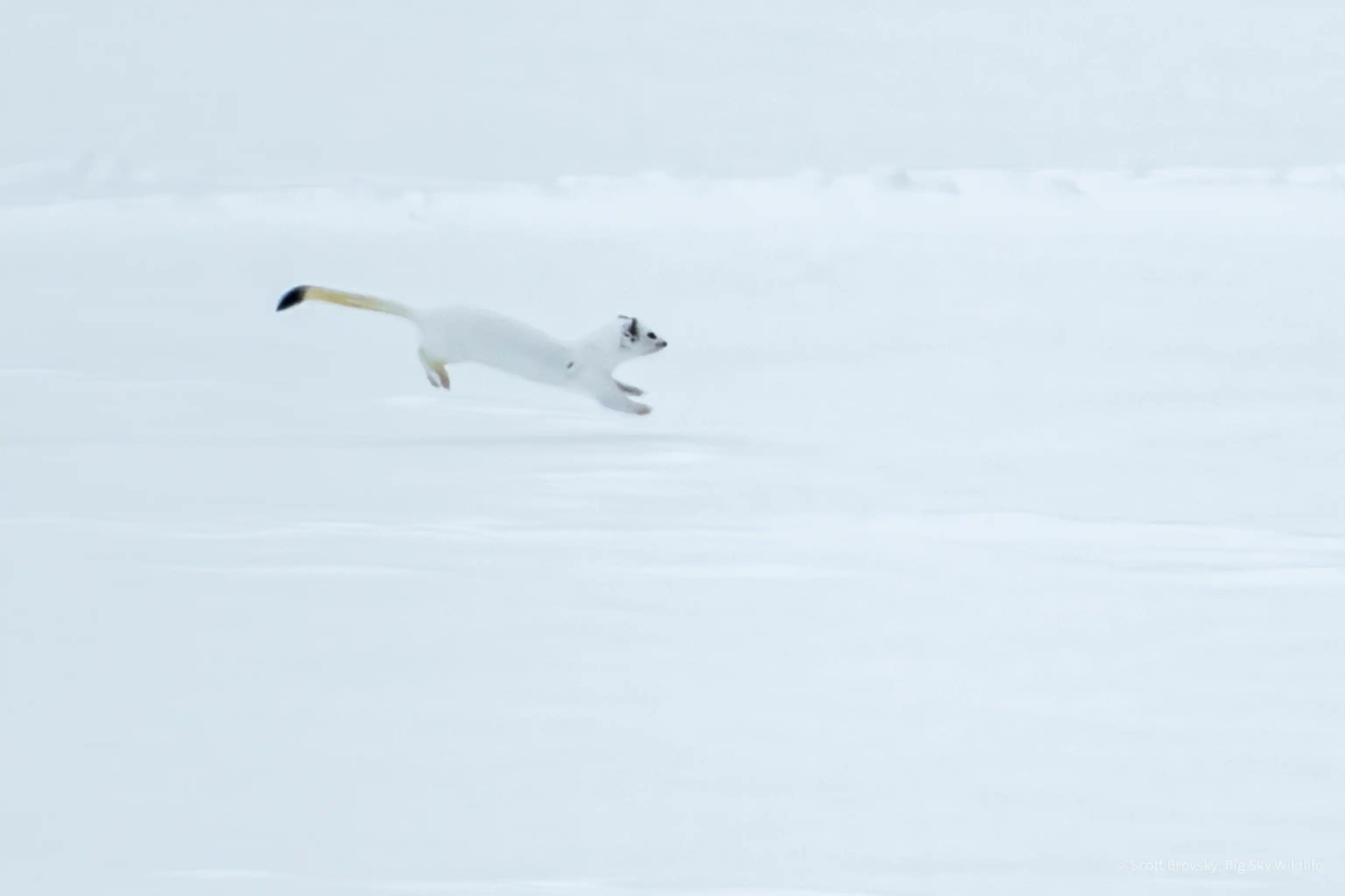 This hot and smoky summer day in Yellowstone has me thinking back to watching this Long-tailed Weasel bounding and hunting in the snow in a full winter white coat. Yellowstone February 2025.