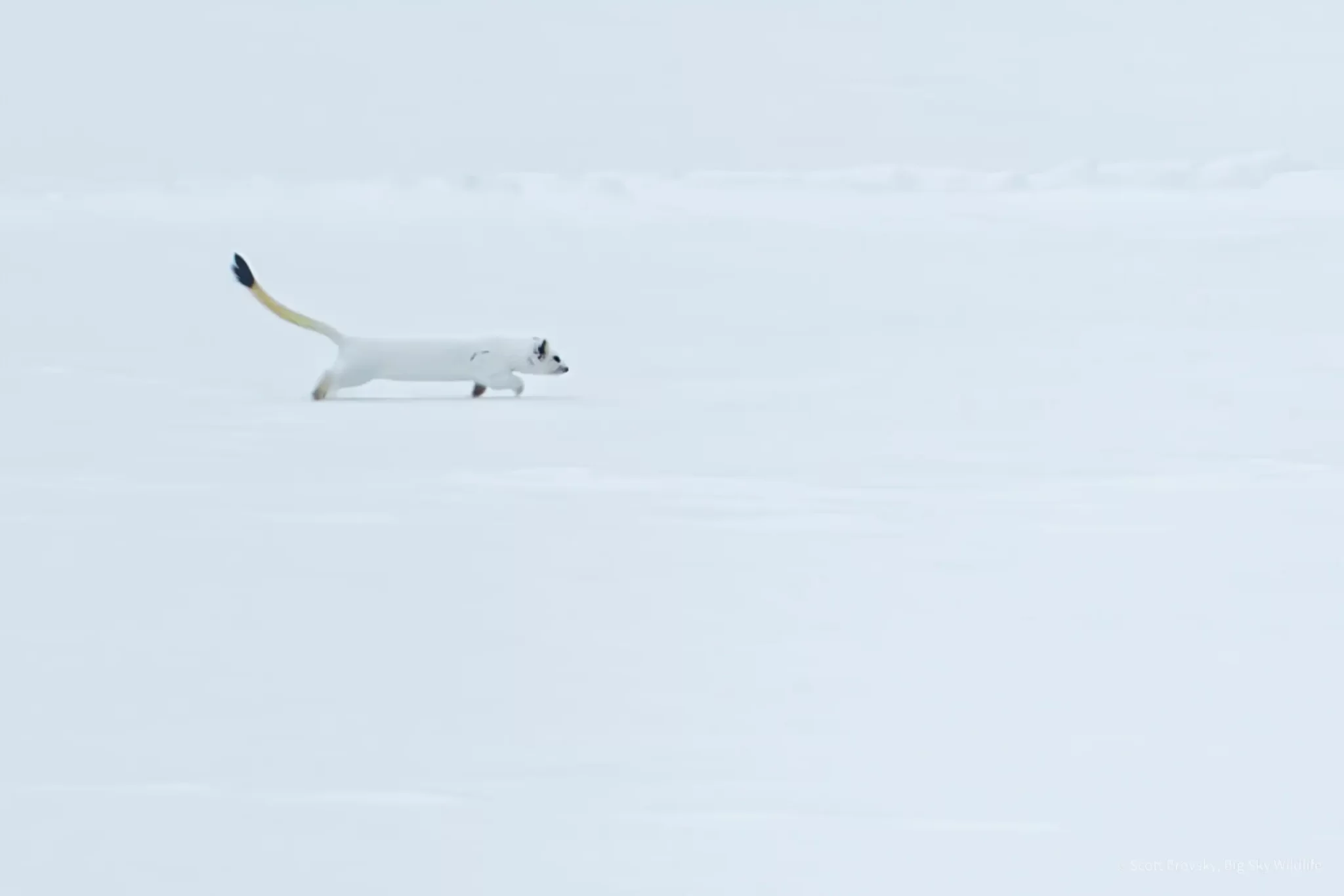 This hot and smoky summer day in Yellowstone has me thinking back to watching this Long-tailed Weasel bounding and hunting in the snow in a full winter white coat. Yellowstone February 2025.