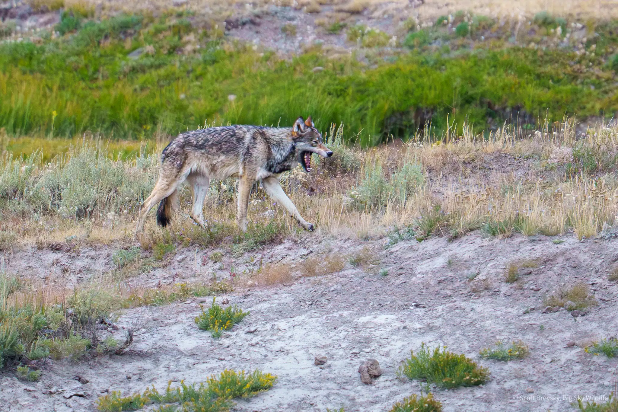 A young female wolf from the Wapiti pack has a big yawn while on the move. August 2025 in Yellowstone. Photo by Scott Brovsky, Big Sky Wildlife