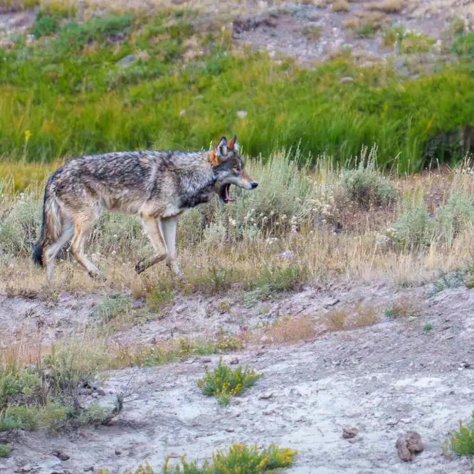 A young female wolf from the Wapiti pack has a big yawn while on the move. August 2025 in Yellowstone. Photo by Scott Brovsky, Big Sky Wildlife