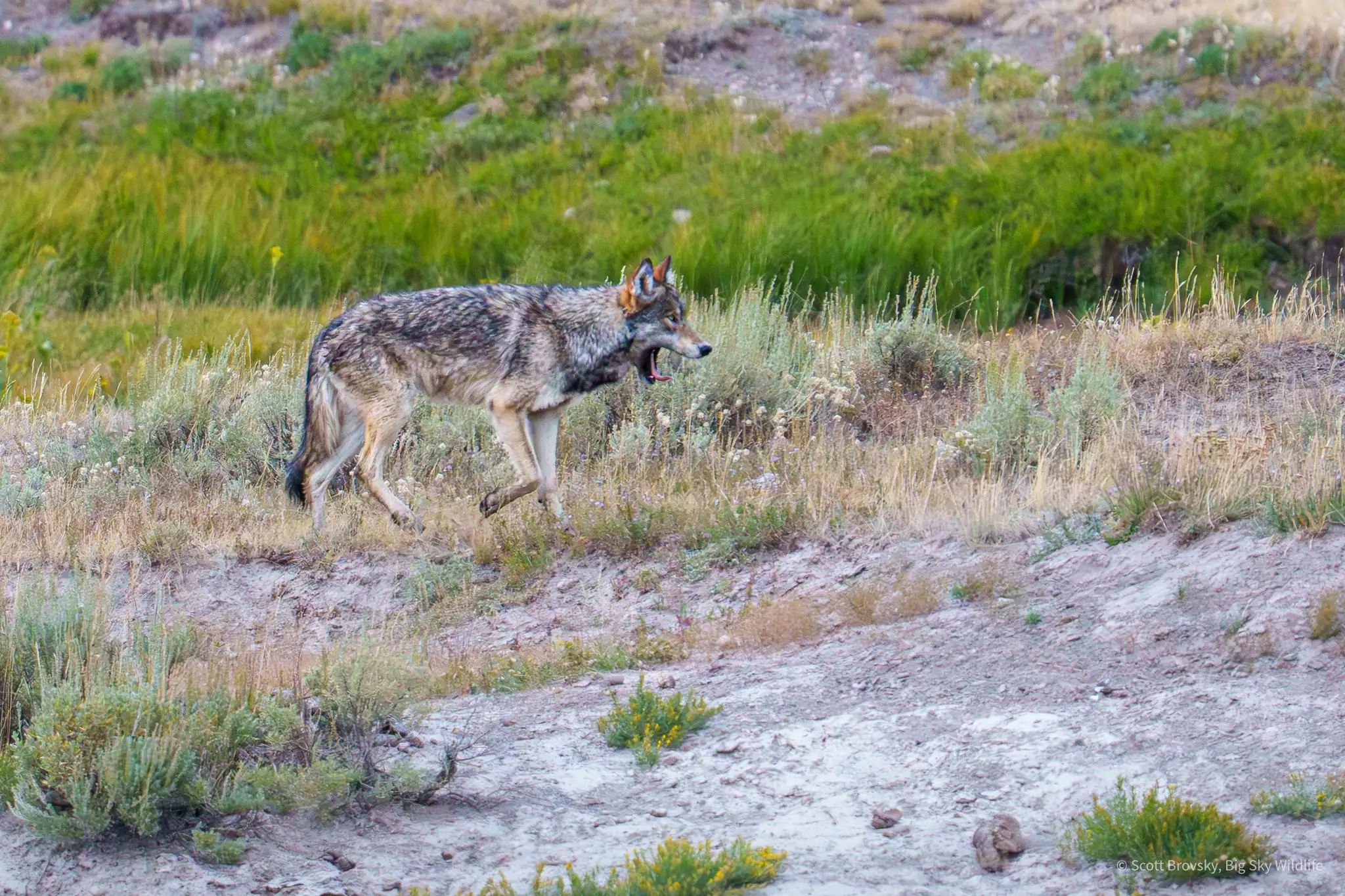 A young female wolf from the Wapiti pack has a big yawn while on the move. August 2025 in Yellowstone. Photo by Scott Brovsky, Big Sky Wildlife