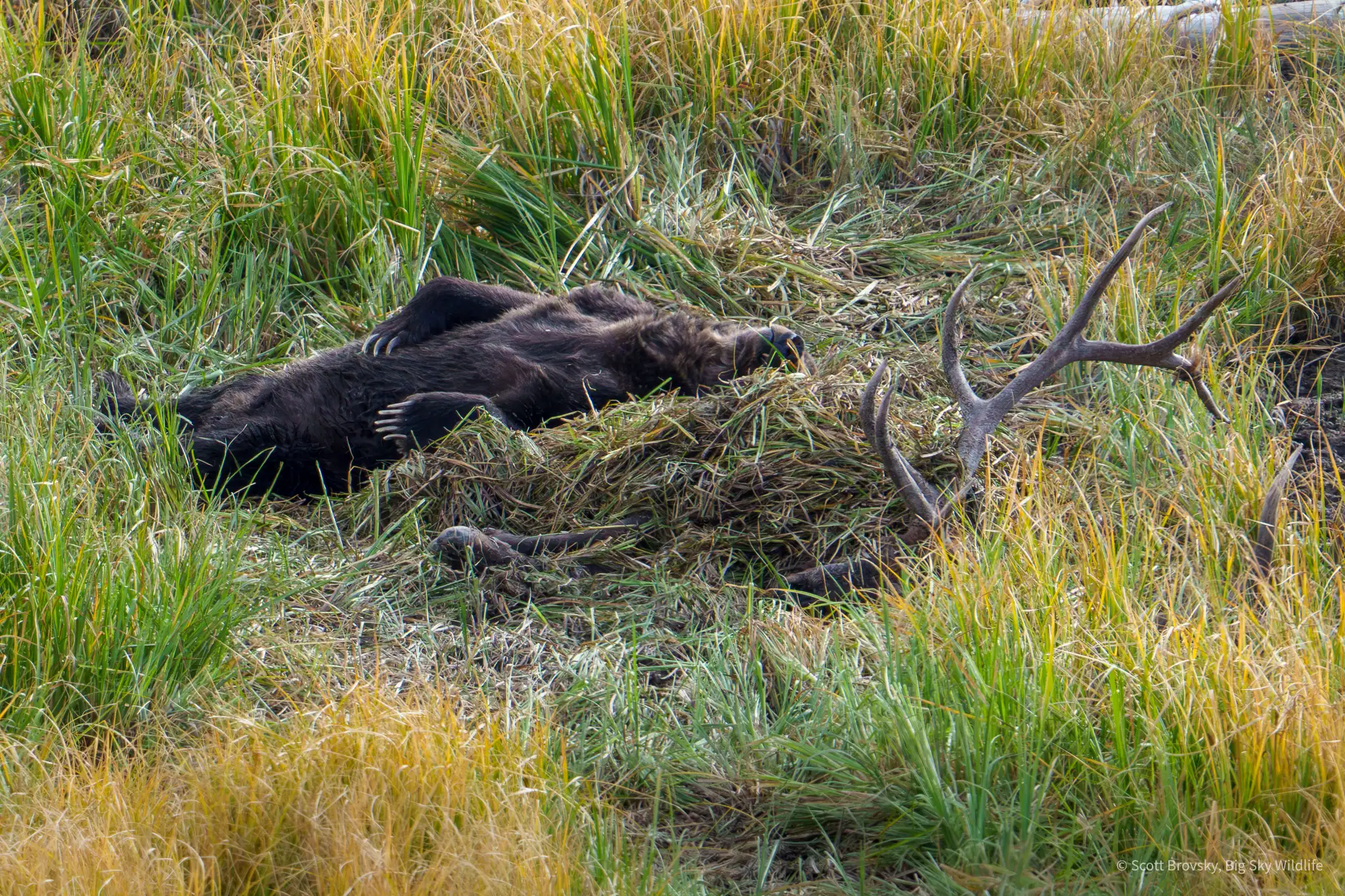 When you’re the biggest, baddest male grizzly in an area, this is how you get to sleep on a bull elk carcass you have claimed and buried. This is the grizzly boar know as “Big Red”. Check out those claws. September 15th, 2025 in Yellowstone.