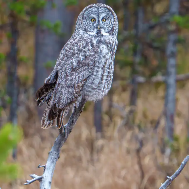 It’s been fun to have the normally elusive and beautiful Great Gray Owls active in Yellowstone over the last week before most of the park closes for winter on October 31st.