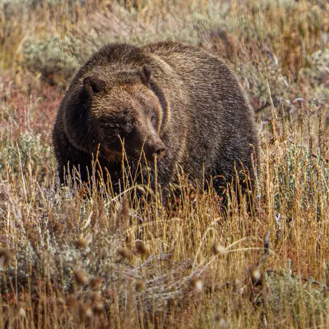 Always enjoyable to see grizzly 610, the 19 year old daughter of grizzly 399. In this photo, her nose is covered in dirt from digging for roots. Hopefully she is eating for more than one and will emerge from hibernation in the Spring with more of 399’s grandchildren. Grand Teton, October 5th, 2025.
